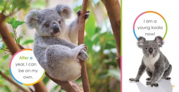 Starting Out: Baby Koalas by The Creative Company Shop Fashion