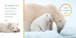 Starting Out: Baby Polar Bears by The Creative Company Shop Online Hot Sale