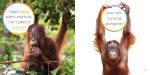 Starting Out: Baby Orangutans by The Creative Company Shop Online Sale