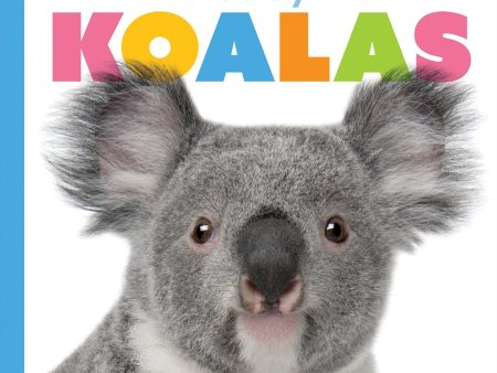 Starting Out: Baby Koalas by The Creative Company Shop Fashion