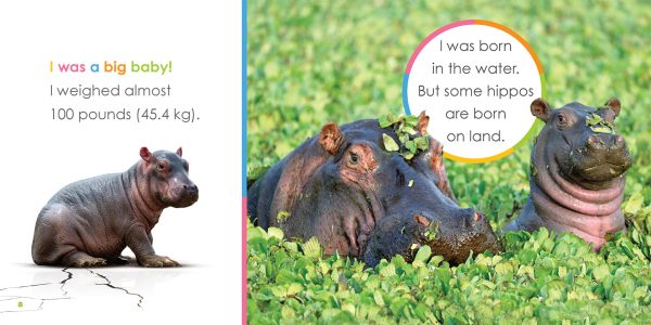 Starting Out: Baby Hippopotamuses by The Creative Company Shop Sale